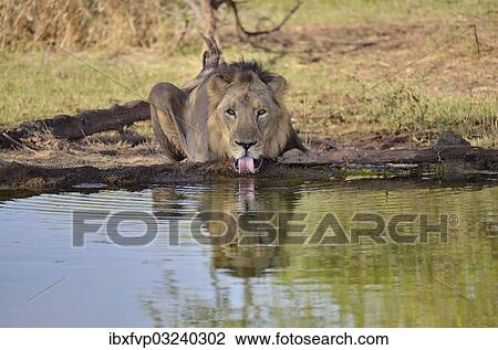 "Asiatic Lion (Panthera leo persica), male at a waterhole, Gir Interpretation Zone, Gir Forest National Park, Gir Sanctuary, Gujarat, India, Asia" View Large Photo Image Stock Image - "Asiatic Lion (Panthera leo persica), male at a waterhole, Gir Interpretation Zone, Gir Forest National Park, Gir Sanctuary, Gujarat, India, Asia". Fotosearch