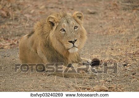 "Asiatic Lion (Panthera leo persica), male, Gir Forest National Park, Gir Sanctuary, Gujarat, India, Asia" View Large Photo Image Stock Photo - "Asiatic Lion (Panthera leo persica), male, Gir Forest National Park, Gir Sanctuary, Gujarat, India, Asia". Fotosearch