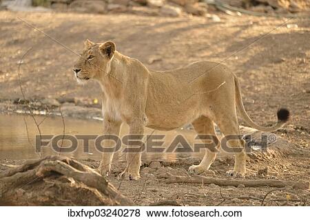 "Asiatic Lion (Panthera leo persica), lioness, Gir Forest National Park, Gir Sanctuary, Gujarat, India, Asia" View Large Photo Image Stock Photo - "Asiatic Lion (Panthera leo persica), lioness, Gir Forest National Park, Gir Sanctuary, Gujarat, India, Asia". Fotosearch