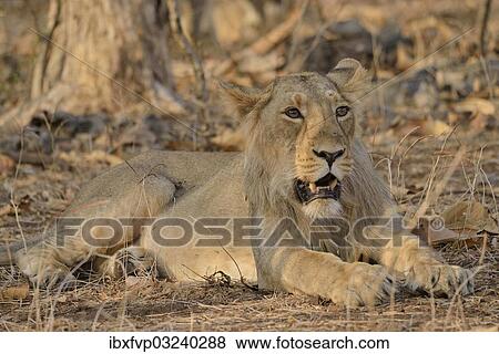 "Asiatic Lion (Panthera leo persica), young male, Gir Forest National Park, Gir Sanctuary, Gujarat, India, Asia" View Large Photo Image Stock Photo - "Asiatic Lion (Panthera leo persica), young male, Gir Forest National Park, Gir Sanctuary, Gujarat, India, Asia". Fotosearch