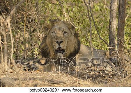 "Asiatic Lion (Panthera leo persica), male, Gir Forest National Park, Gir Sanctuary, Gujarat, India, Asia" View Large Photo Image Stock Photo - "Asiatic Lion (Panthera leo persica), male, Gir Forest National Park, Gir Sanctuary, Gujarat, India, Asia". Fotosearch