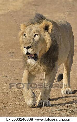 "Asiatic Lion (Panthera leo persica), male, Gir Interpretation Zone, Gir Forest National Park, Gir Sanctuary, Gujarat, India, Asia" View Large Photo Image Stock Photo - "Asiatic Lion (Panthera leo persica), male, Gir Interpretation Zone, Gir Forest National Park, Gir Sanctuary, Gujarat, India, Asia". Fotosearch