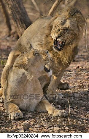 "Asiatic Lions (Panthera leo persica), mating, Gir Forest National Park, Gir Sanctuary, Gujarat, India, Asia" View Large Photo Image Picture - "Asiatic Lions (Panthera leo persica), mating, Gir Forest National Park, Gir Sanctuary, Gujarat, India, Asia". Fotosearch
