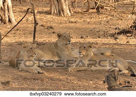 "Asiatic Lions (Panthera leo persica), Gir Forest National Park, Gir Sanctuary, Gujarat, India, Asia" View Large Photo Image Stock Photo - "Asiatic Lions (Panthera leo persica), Gir Forest National Park, Gir Sanctuary, Gujarat, India, Asia". Fotosearch