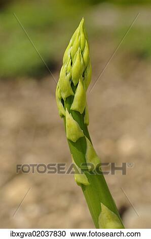 Stock Image - "Asparagus (Asparagus officinalis), Europe". Fotosearch