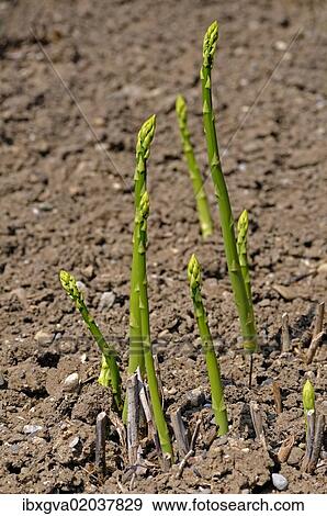 "Asparagus (Asparagus officinalis), Europe" View Large Photo Image Stock Photo - "Asparagus (Asparagus officinalis), Europe". Fotosearch