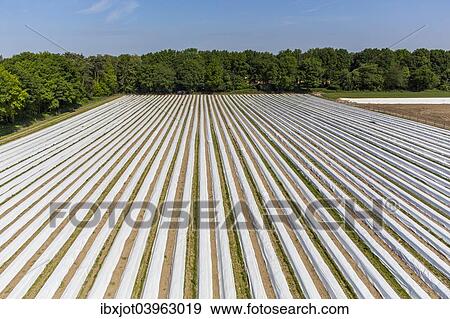 "Asparagus field, asparagus dams, covered with plastic sheets, Walbeck, Niederrhein or Lower Rhine region, North Rhine-Westphalia, Germany, Europe" View Large Photo Image Stock Photo - "Asparagus field, asparagus dams, covered with plastic sheets, Walbeck, Niederrhein or Lower Rhine region, North Rhine-Westphalia, Germany, Europe". Fotosearch
