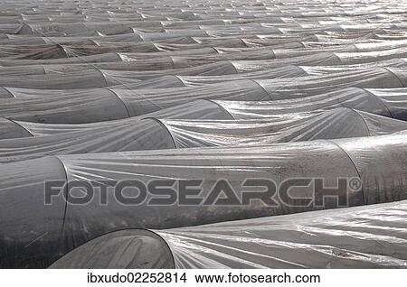Picture - "Asparagus field covered with plastic sheets, polytunnel, Rhine-Main area, Germany, Europe". Fotosearch