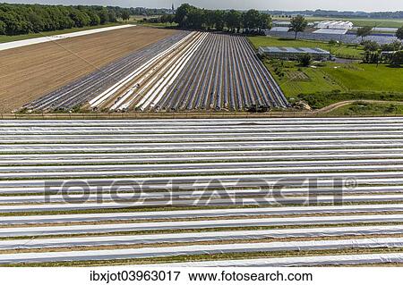 "Asparagus harvest, asparagus dams, partly covered with plastic sheets, Walbeck, Niederrhein or Lower Rhine region, North Rhine-Westphalia, Germany, Europe" View Large Photo Image Stock Photo - "Asparagus harvest, asparagus dams, partly covered with plastic sheets, Walbeck, Niederrhein or Lower Rhine region, North Rhine-Westphalia, Germany, Europe". Fotosearch
