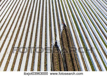 "Asparagus harvest, workers covering asparagus dams with plastic sheets, Walbeck, Niederrhein or Lower Rhine region, North Rhine-Westphalia, Germany, Europe" View Large Photo Image Stock Image - "Asparagus harvest, workers covering asparagus dams with plastic sheets, Walbeck, Niederrhein or Lower Rhine region, North Rhine-Westphalia, Germany, Europe". Fotosearch