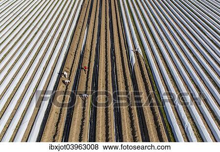 "Asparagus harvest, workers covering asparagus dams with plastic sheets, Walbeck, Niederrhein or Lower Rhine region, North Rhine-Westphalia, Germany, Europe" View Large Photo Image Stock Photo - "Asparagus harvest, workers covering asparagus dams with plastic sheets, Walbeck, Niederrhein or Lower Rhine region, North Rhine-Westphalia, Germany, Europe". Fotosearch