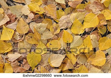 "Aspen (Populus tremula), autumn coloured leaves on the ground, Warm Springs Road, Ketchum, Idaho, USA" View Large Photo Image Stock Image - "Aspen (Populus tremula), autumn coloured leaves on the ground, Warm Springs Road, Ketchum, Idaho, USA". Fotosearch