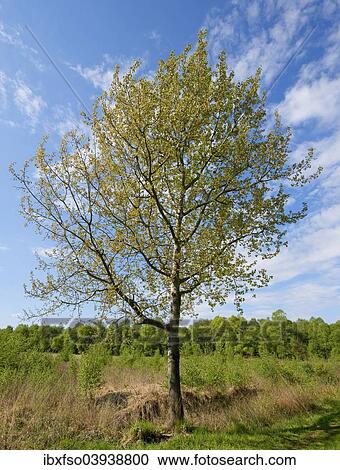 "Aspen (Populus tremula), Lower Saxony, Germany, Europe" View Large Photo Image Stock Image - "Aspen (Populus tremula), Lower Saxony, Germany, Europe". Fotosearch