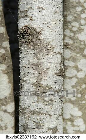 "Aspen tree trunks (Populus tremula), Sweden, Europe" View Large Photo Image Stock Image - "Aspen tree trunks (Populus tremula), Sweden, Europe". Fotosearch