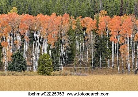 "Aspen trees (Populus sp. ), John D. Rockefeller Jr. Memorial Parkway, Wyoming, USA" View Large Photo Image Stock Image - "Aspen trees (Populus sp. ), John D. Rockefeller Jr. Memorial Parkway, Wyoming, USA". Fotosearch