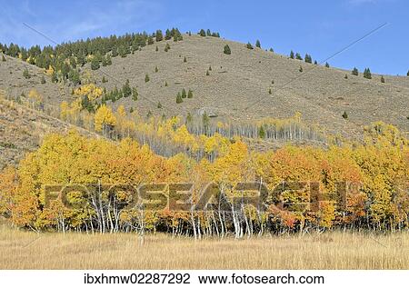 Stock Image - "Aspen trees (Populus tremula) with autumnal coloured foliage, Highway 75, Ketchum, Idaho, USA". Fotosearch