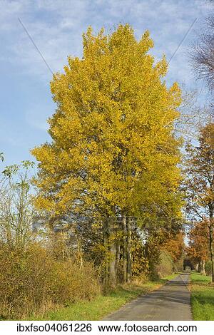 "Aspen trees (Populus tremula) with autumnal foliage, at a country lane, Lower Saxony, Germany, Europe" View Large Photo Image Stock Photograph - "Aspen trees (Populus tremula) with autumnal foliage, at a country lane, Lower Saxony, Germany, Europe". Fotosearch