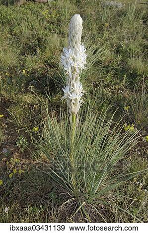 "Asphodel (Asphodeline parviflora or Asphodeline taurica), Crimea, Ukraine, Europe" View Large Photo Image Stock Photo - "Asphodel (Asphodeline parviflora or Asphodeline taurica), Crimea, Ukraine, Europe". Fotosearch