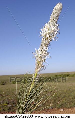 "Asphodeline parviflora (Asphodelina taurica), Crimea, Ukraine, Europe" View Large Photo Image Stock Photograph - "Asphodeline parviflora (Asphodelina taurica), Crimea, Ukraine, Europe". Fotosearch