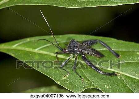 Assassin Bicho Reduviidae Sp Tambopata Reserva De Naturaleza Madre De Dios Region Peru Sur America Coleccion De Fotografia Ibxgva04007196 Fotosearch