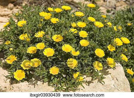 "Asteriscus maritimus (Asteriscus maritimus), Algarve, Portugal, Europe" View Large Photo Image Stock Photo - "Asteriscus maritimus (Asteriscus maritimus), Algarve, Portugal, Europe". Fotosearch