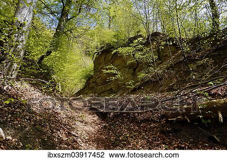 "At Leuenhohle, section of the Via Jacobi, old way of St James, near Burgdorf, Canton of Bern, Switzerland, Europe" View Large Photo Image Stock Image - "At Leuenhohle, section of the Via Jacobi, old way of St James, near Burgdorf, Canton of Bern, Switzerland, Europe". Fotosearch