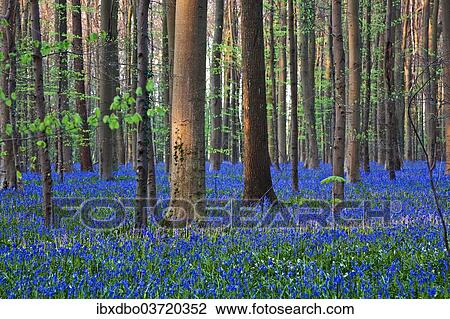 "Atlantic Bluebells or Common Bluebells (Hyacinthoides non-scripta), Hallerbos, Halle, Flemish Brabant province, Flemish Region, Belgium, Europe" View Large Photo Image Stock Image - "Atlantic Bluebells or Common Bluebells (Hyacinthoides non-scripta), Hallerbos, Halle, Flemish Brabant province, Flemish Region, Belgium, Europe". Fotosearch