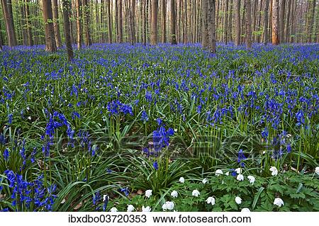 "Atlantic Bluebells or Common Bluebells (Hyacinthoides non-scripta), Hallerbos, Halle, Flemish Brabant province, Flemish Region, Belgium, Europe" View Large Photo Image Stock Image - "Atlantic Bluebells or Common Bluebells (Hyacinthoides non-scripta), Hallerbos, Halle, Flemish Brabant province, Flemish Region, Belgium, Europe". Fotosearch