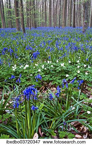 "Atlantic Bluebells or Common Bluebells (Hyacinthoides non-scripta), Hallerbos, Halle, Flemish Brabant province, Flemish Region, Belgium, Europe" View Large Photo Image Stock Photo - "Atlantic Bluebells or Common Bluebells (Hyacinthoides non-scripta), Hallerbos, Halle, Flemish Brabant province, Flemish Region, Belgium, Europe". Fotosearch