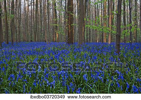 "Atlantic Bluebells or Common Bluebells (Hyacinthoides non-scripta), Hallerbos, Halle, Flemish Brabant province, Flemish Region, Belgium, Europe" View Large Photo Image Stock Photo - "Atlantic Bluebells or Common Bluebells (Hyacinthoides non-scripta), Hallerbos, Halle, Flemish Brabant province, Flemish Region, Belgium, Europe". Fotosearch
