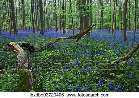 Stock Photograph - "Atlantic Bluebells or Common Bluebells (Hyacinthoides non-scripta), Hallerbos, Halle, Flemish Brabant province, Flemish Region, Belgium, Europe". Fotosearch