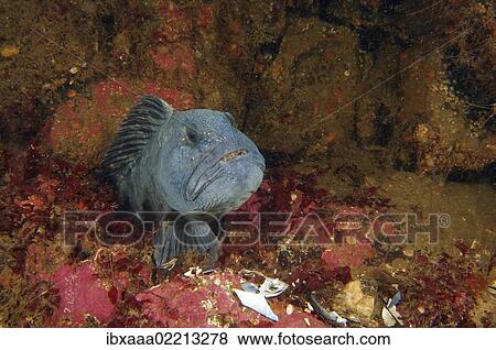"Atlantic Catfish (Anarhichas lupus), Kareliya, Karelia, White Sea, north Russia, Arctic" View Large Photo Image Stock Photo - "Atlantic Catfish (Anarhichas lupus), Kareliya, Karelia, White Sea, north Russia, Arctic". Fotosearch