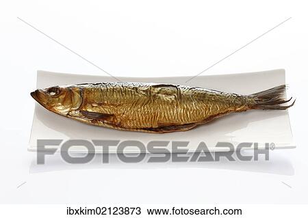 "Atlantic Herring (Clupea harengus), smoked and salted" View Large Photo Image Stock Image - "Atlantic Herring (Clupea harengus), smoked and salted". Fotosearch