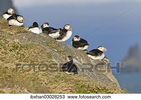 "Atlantic Puffins (Fratercula arctica), Dyrholaey, Vik i Myrdal, Southern Region, Iceland, Europe" View Large Photo Image Stock Image - "Atlantic Puffins (Fratercula arctica), Dyrholaey, Vik i Myrdal, Southern Region, Iceland, Europe". Fotosearch