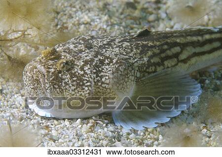 "Atlantic Stargazer (Uranoscopus scaber), Black Sea, Crimea, Ukraine, Europe" View Large Photo Image Stock Image - "Atlantic Stargazer (Uranoscopus scaber), Black Sea, Crimea, Ukraine, Europe". Fotosearch