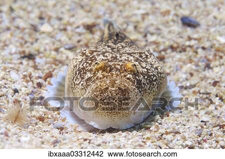 "Atlantic stargazer (Uranoscopus scaber), Black Sea, Crimea, Ukraine, Europe" View Large Photo Image Stock Image - "Atlantic stargazer (Uranoscopus scaber), Black Sea, Crimea, Ukraine, Europe". Fotosearch