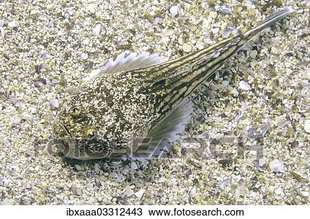 "Atlantic Stargazer (Uranoscopus scaber), Black Sea, Crimea, Ukraine, Europe" View Large Photo Image Stock Image - "Atlantic Stargazer (Uranoscopus scaber), Black Sea, Crimea, Ukraine, Europe". Fotosearch