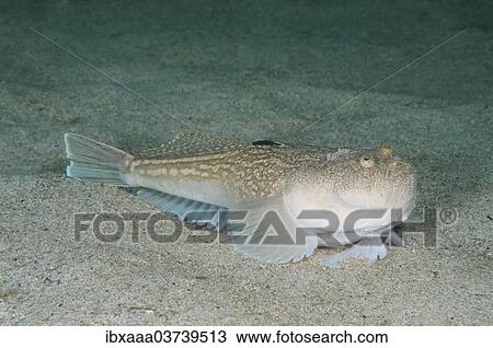 "Atlantic Stargazer (Uranoscopus scaber), Black Sea, Crimea, Ukraine, Europe" View Large Photo Image Stock Image - "Atlantic Stargazer (Uranoscopus scaber), Black Sea, Crimea, Ukraine, Europe". Fotosearch