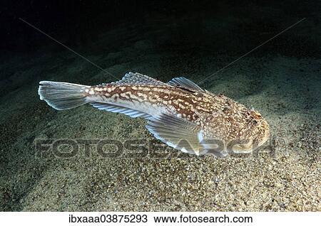 "Atlantic Stargazer (Uranoscopus scaber), Black Sea, Crimea, Russia, Europe" View Large Photo Image Stock Image - "Atlantic Stargazer (Uranoscopus scaber), Black Sea, Crimea, Russia, Europe". Fotosearch