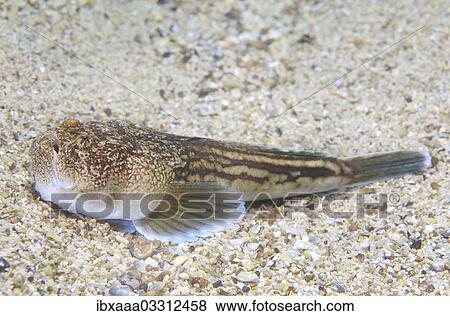 "Atlantic stargazer (Uranoscopus scaber), Black Sea, Crimea, Ukraine, Europe" View Large Photo Image Stock Photo - "Atlantic stargazer (Uranoscopus scaber), Black Sea, Crimea, Ukraine, Europe". Fotosearch