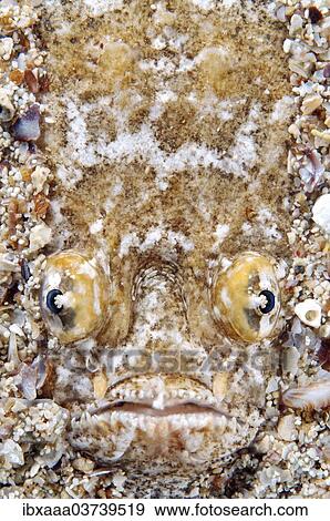 "Atlantic Stargazer (Uranoscopus scaber), Black Sea, Crimea, Ukraine, Europe" View Large Photo Image Stock Photo - "Atlantic Stargazer (Uranoscopus scaber), Black Sea, Crimea, Ukraine, Europe". Fotosearch