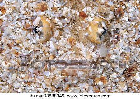 "Atlantic Stargazer (Uranoscopus scaber), Black Sea, Crimea, Russia, Europe" View Large Photo Image Stock Photo - "Atlantic Stargazer (Uranoscopus scaber), Black Sea, Crimea, Russia, Europe". Fotosearch