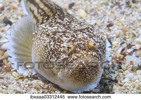 "Atlantic stargazer (Uranoscopus scaber), Black Sea, Crimea, Ukraine, Europe" View Large Photo Image Stock Photography - "Atlantic stargazer (Uranoscopus scaber), Black Sea, Crimea, Ukraine, Europe". Fotosearch