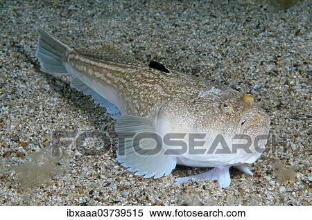 "Atlantic Stargazer (Uranoscopus scaber), Black Sea, Crimea, Ukraine, Europe" View Large Photo Image Stock Photography - "Atlantic Stargazer (Uranoscopus scaber), Black Sea, Crimea, Ukraine, Europe". Fotosearch