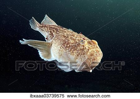 "Atlantic Stargazer (Uranoscopus scaber), Black Sea, Crimea, Russia, Europe" View Large Photo Image Stock Photography - "Atlantic Stargazer (Uranoscopus scaber), Black Sea, Crimea, Russia, Europe". Fotosearch