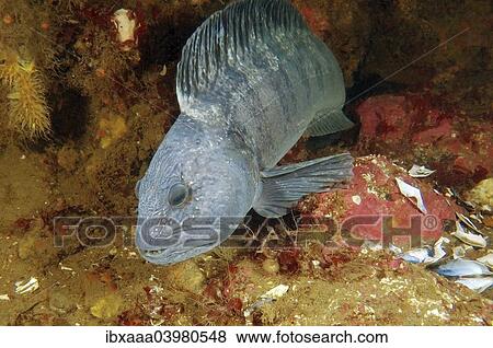 Stock Photo - "Atlantic Wolffish (Anarhichas lupus), White Sea, Karelia, Russia, Europe". Fotosearch