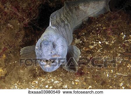 Stock Photo - "Atlantic Wolffish (Anarhichas lupus), White Sea, Karelia, Arctic, Russia, Europe". Fotosearch