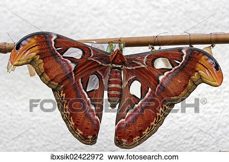 "Atlas moth (Attacus atlas), Mainau, Baden-Wuerttemberg, Germany, Europe" View Large Photo Image Stock Image - "Atlas moth (Attacus atlas), Mainau, Baden-Wuerttemberg, Germany, Europe". Fotosearch