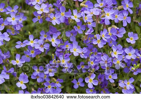 "Aubrieta (Aubrieta gracilis), flowering, Thuringia, Germany, Europe" View Large Photo Image Stock Image - "Aubrieta (Aubrieta gracilis), flowering, Thuringia, Germany, Europe". Fotosearch