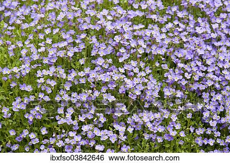 "Aubrieta (Aubrieta gracilis), flowering, Thuringia, Germany, Europe" View Large Photo Image Stock Photograph - "Aubrieta (Aubrieta gracilis), flowering, Thuringia, Germany, Europe". Fotosearch